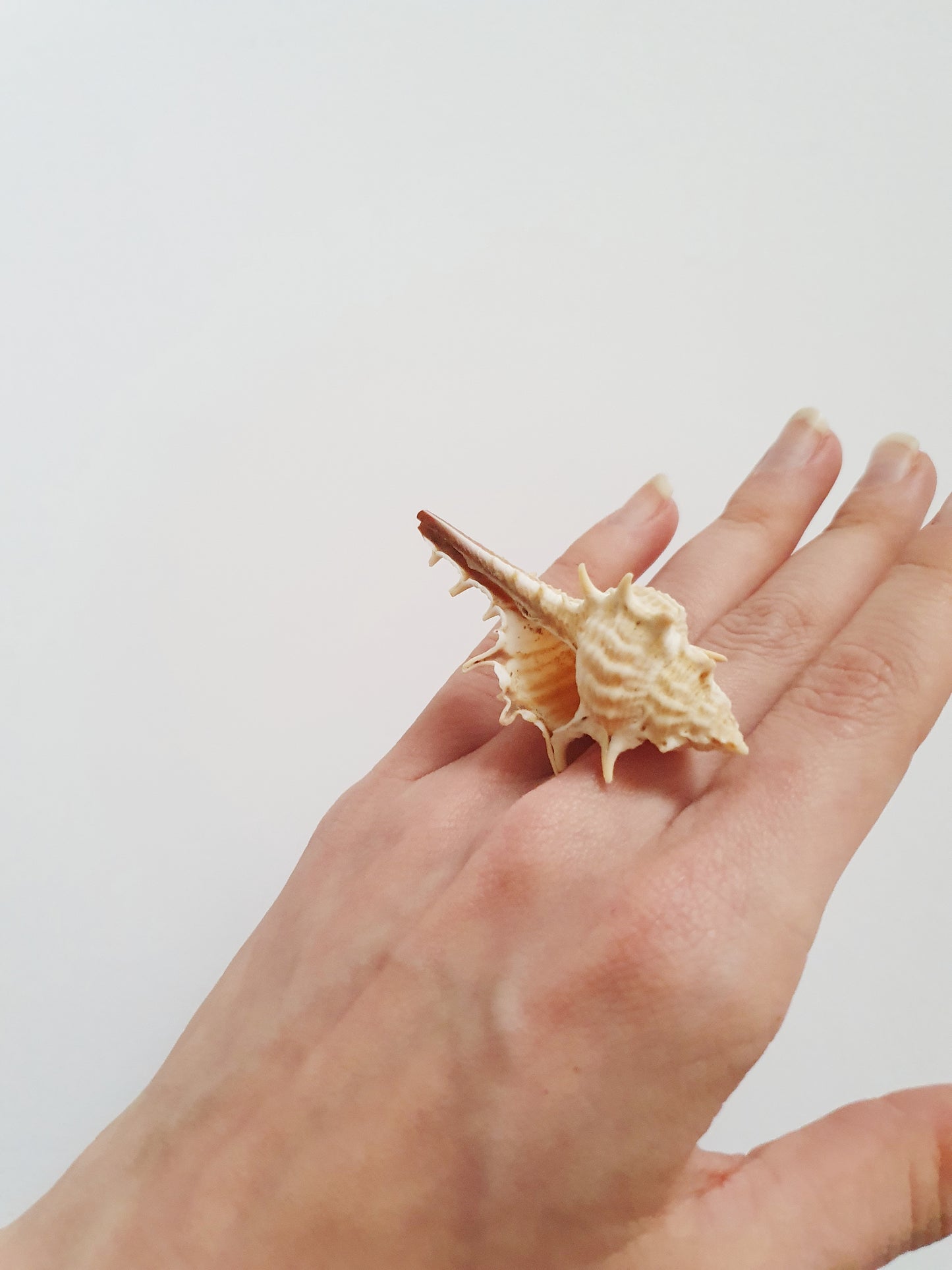 The Cream Coloured Mermaid Treasure Ring